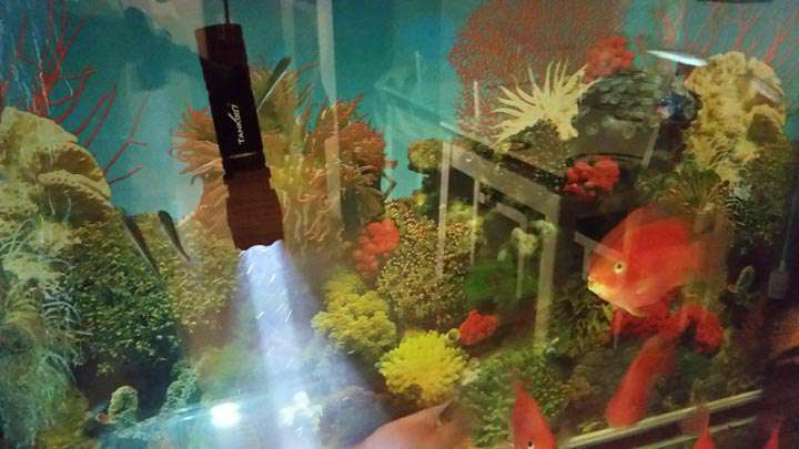 手電PT10，為戰術而生